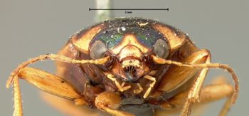 Media type: image;   Entomology 33478 Aspect: head frontal view